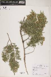 Juniperus ashei image