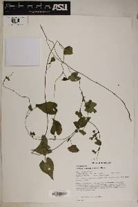 Fallopia scandens image