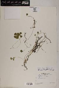 Marsilea mollis image