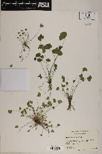 Marsilea vestita image