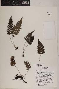 Polypodium hesperium image