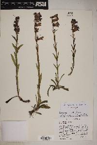 Penstemon deaveri image