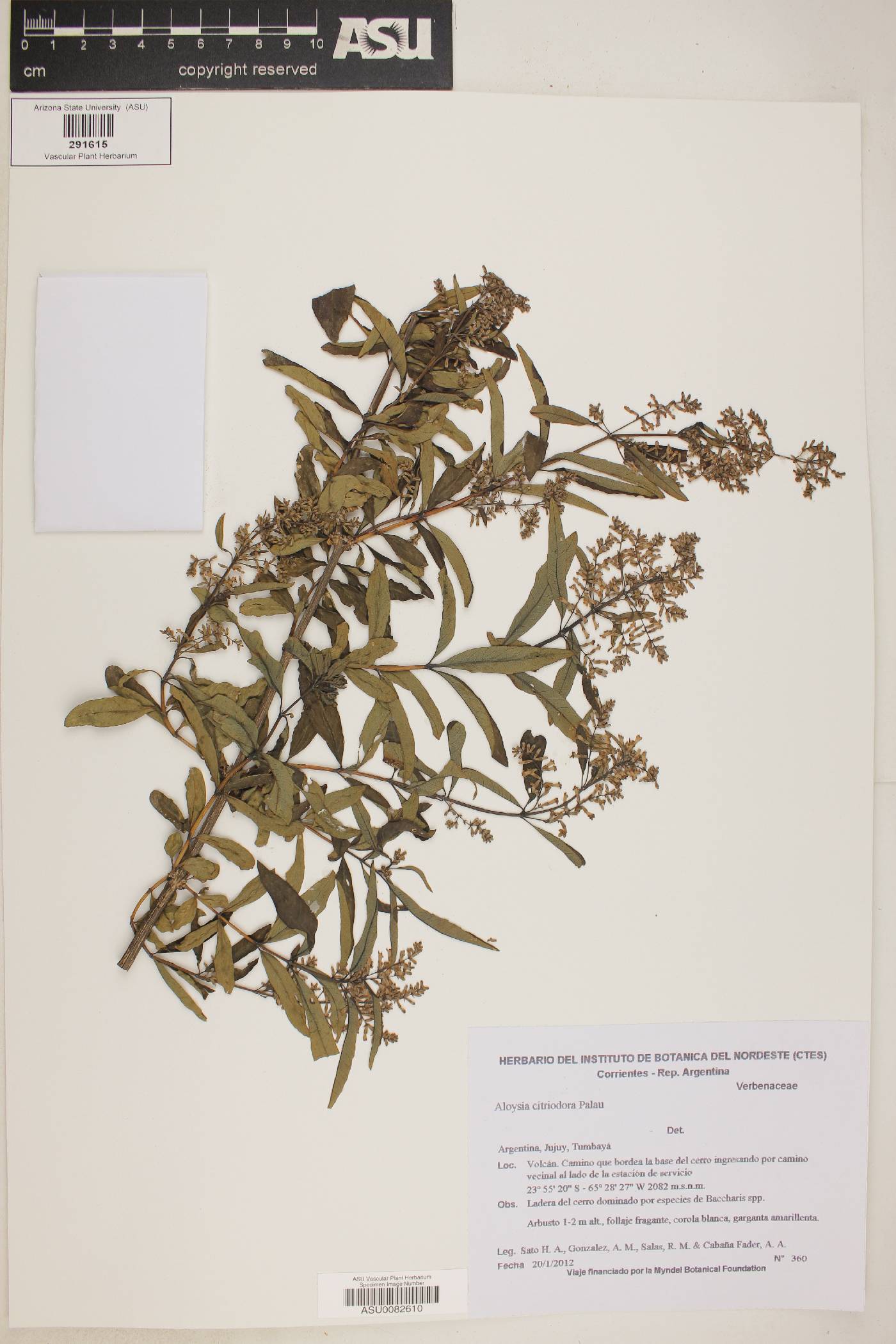 Aloysia triphylla image