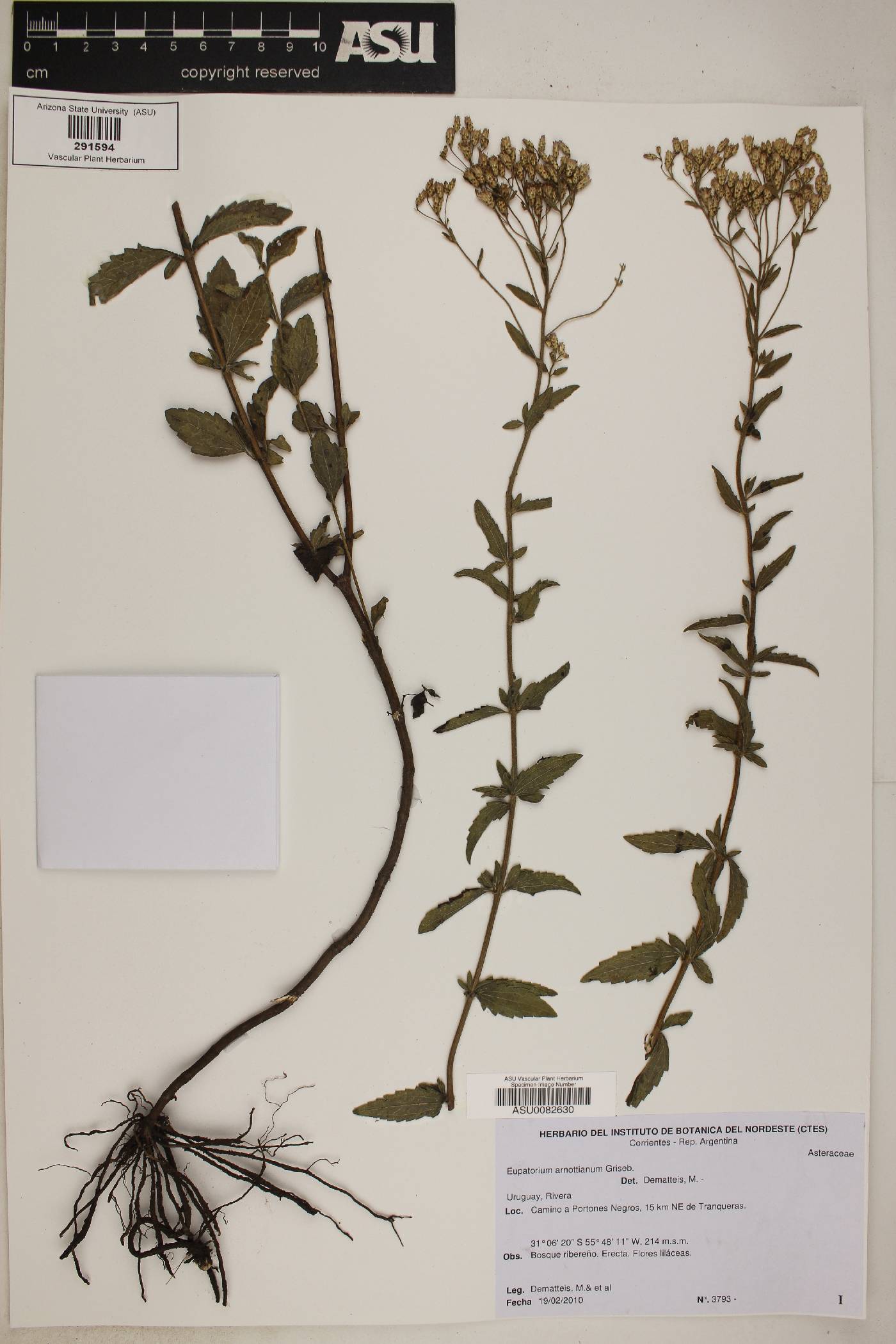 Chromolaena arnottiana image