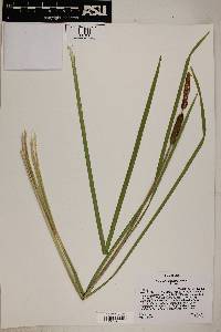 Typha domingensis image