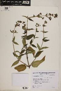 Image of Tibouchina herbacea