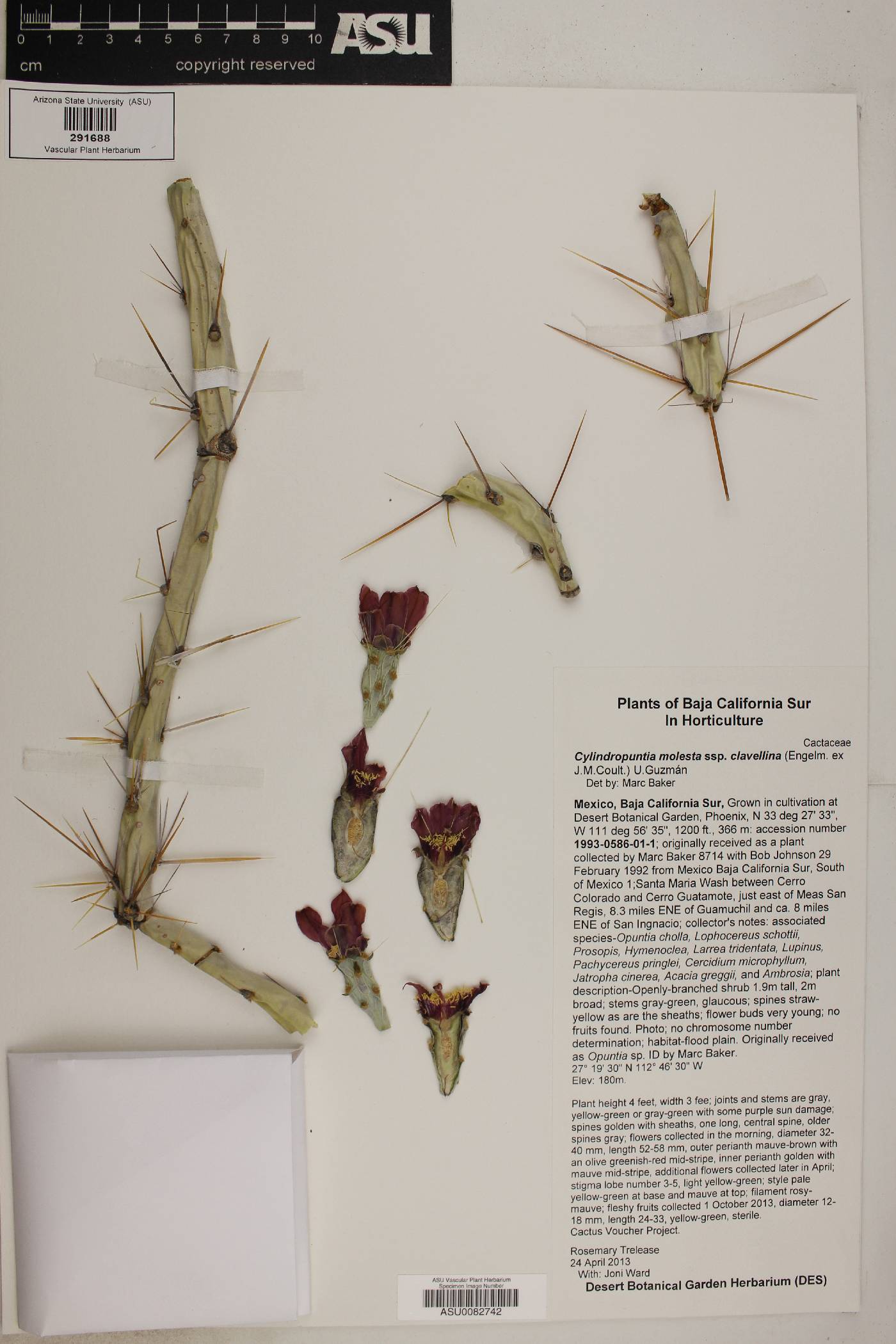 Cylindropuntia molesta subsp. clavellina image
