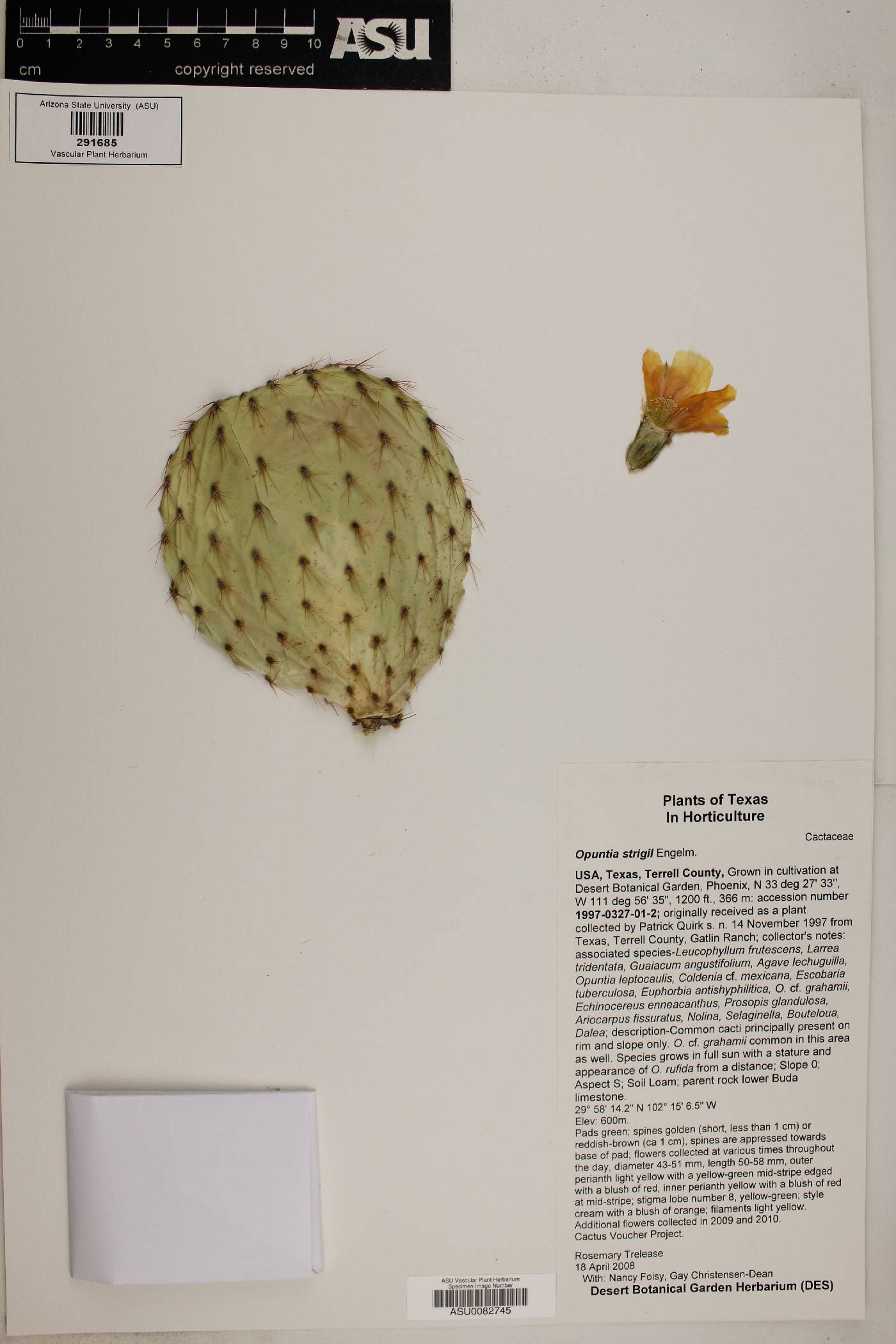 Opuntia strigil image