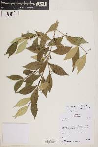 Image of Myrceugenia latior