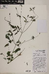 Bidens leptocephala image