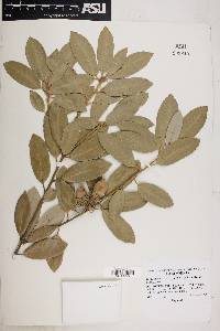 Image of Lithocarpus densiflorus