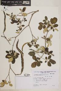 Image of Handroanthus pulcherrimus