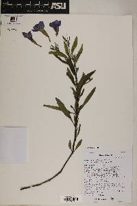 Ruellia simplex image