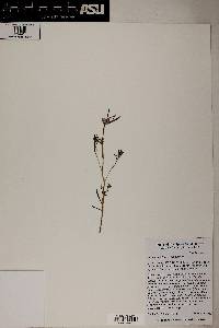 Portulaca suffrutescens image