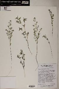 Chamaesyce hyssopifolia image