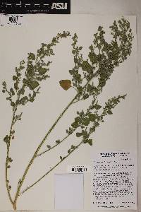 Chenopodium fremontii image