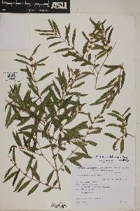 Image of Myrciaria delicatula