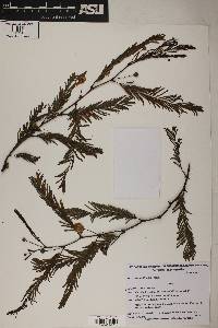 Acacia aroma image