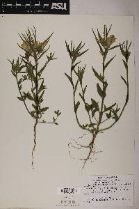 Mohavea confertiflora image