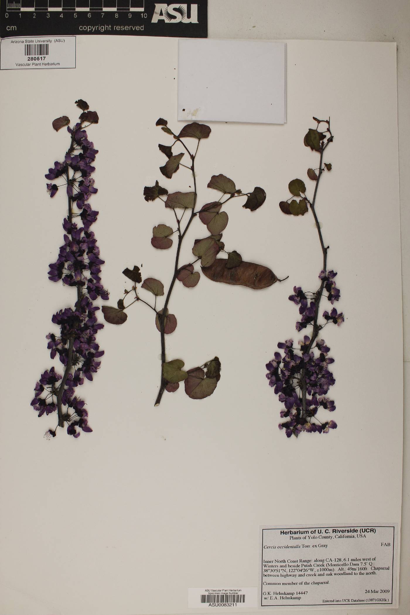 Cercis occidentalis image