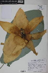 Magnolia macrophylla image