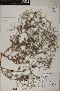 Eriogonum corymbosum image