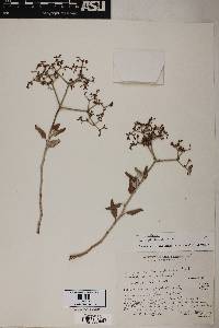 Eriogonum corymbosum var. corymbosum image