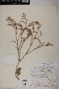 Eriogonum nummulare image