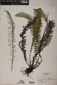 Blechnum spicant image