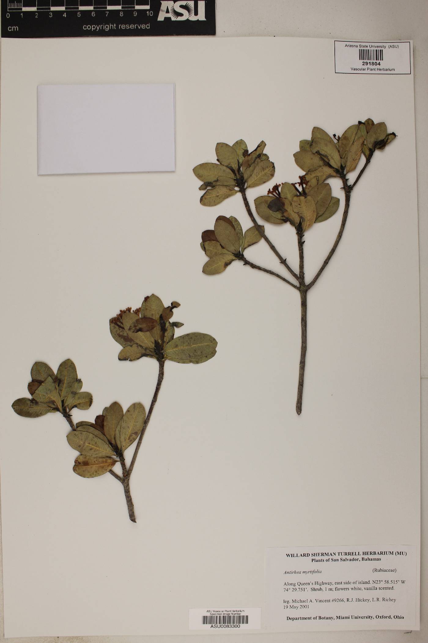 Antirhea myrtifolia image
