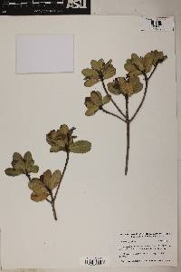 Image of Antirhea myrtifolia