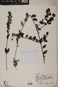 Image of Chiococca parvifolia