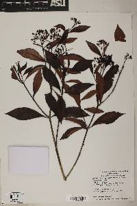 Image of Psychotria ligustrifolia