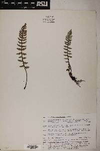 Notholaena aschenborniana image