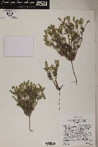 Cryptantha crassisepala image