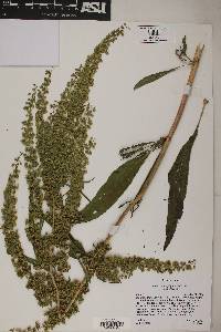 Rumex stenophyllus image