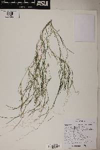 Muhlenbergia microsperma image