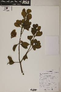 Phoradendron leucarpum subsp. macrophyllum image