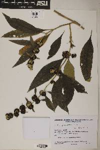 Image of Buddleja tucumanensis