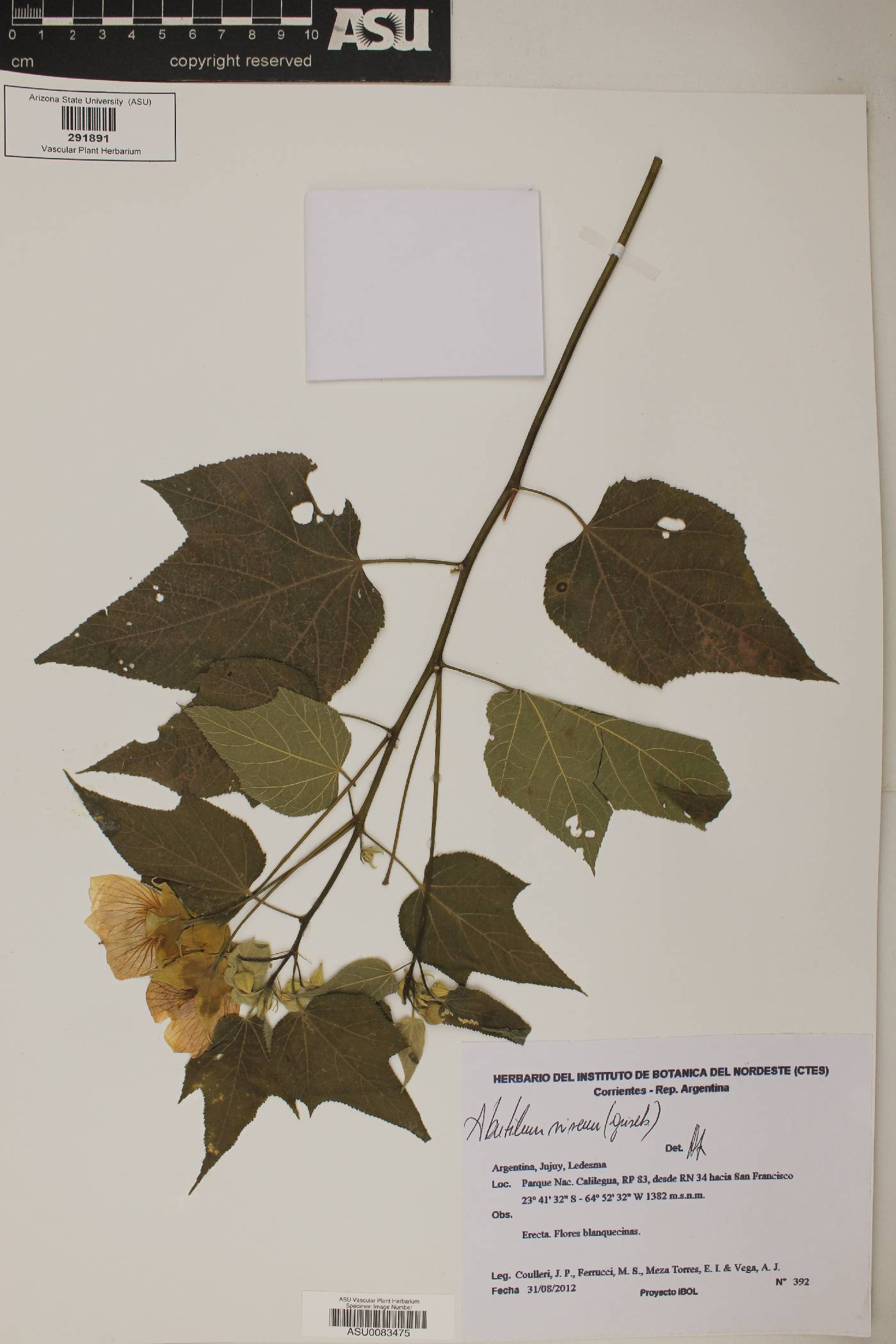 Abutilon niveum image