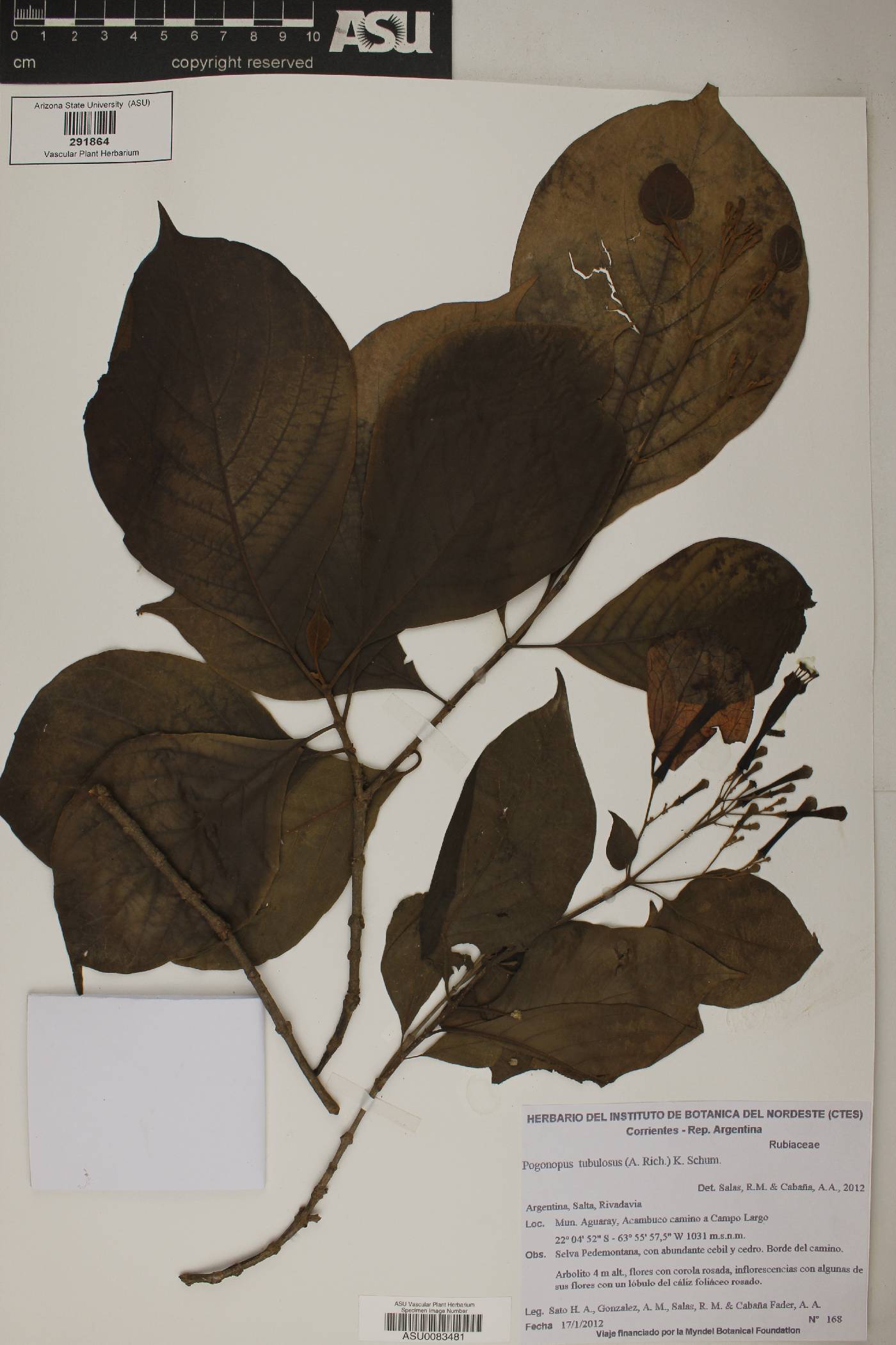 Pogonopus tubulosus image