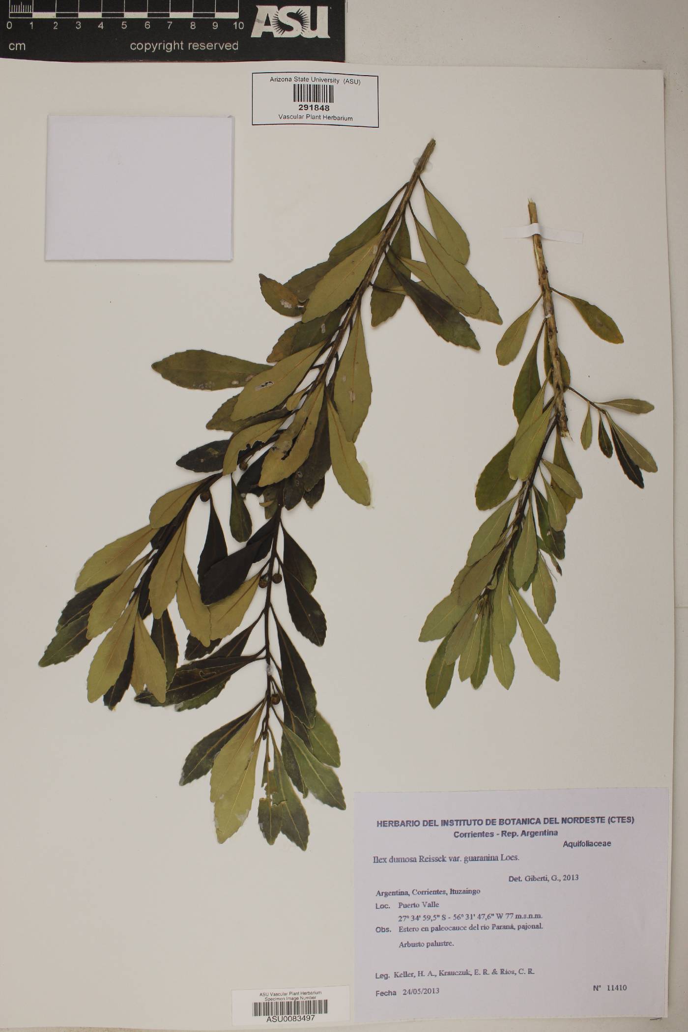 Ilex dumosa var. guaranina image