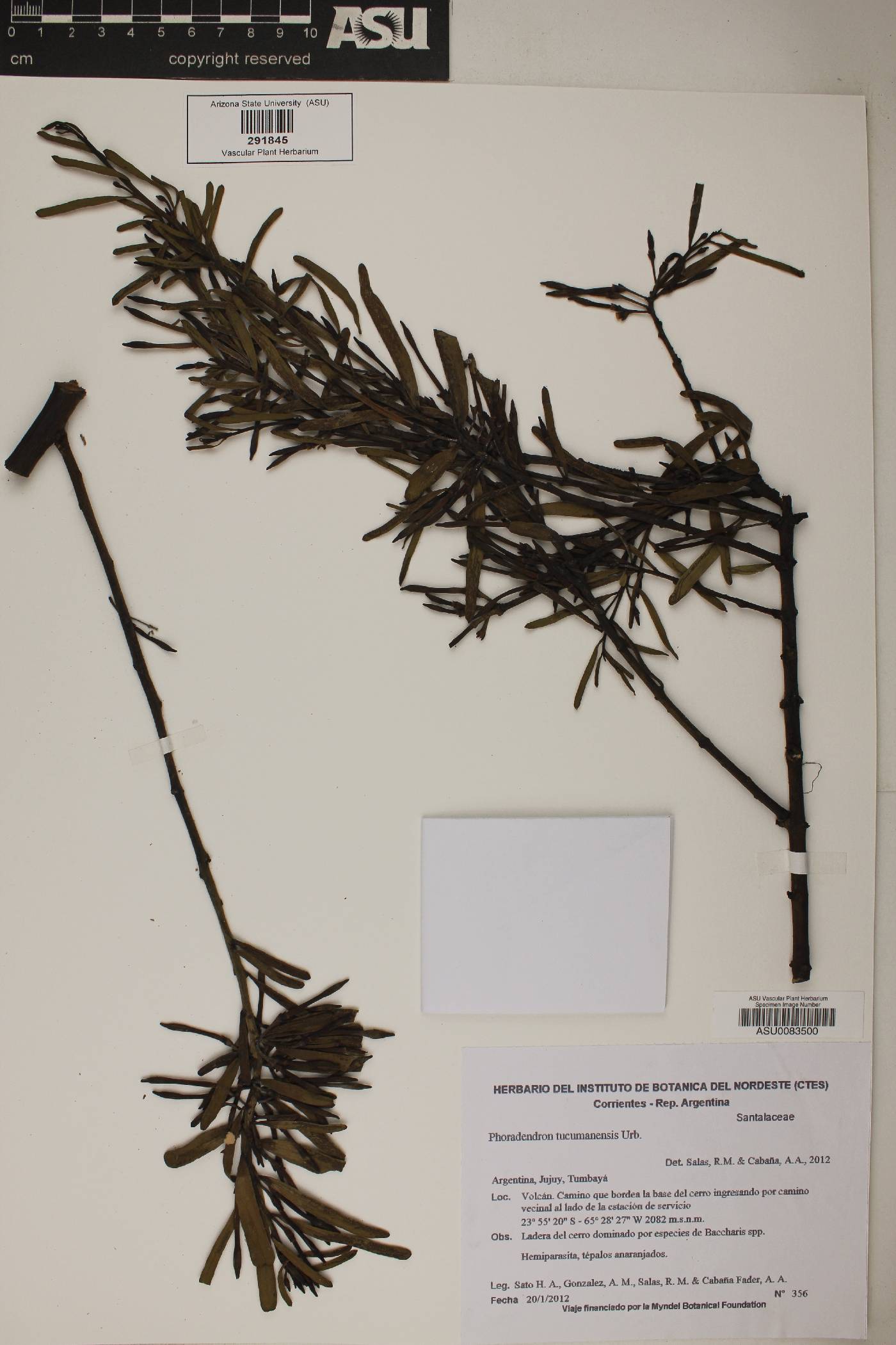 Phoradendron tucumanense image