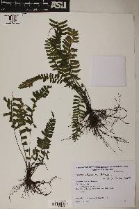 Asplenium claussenii image