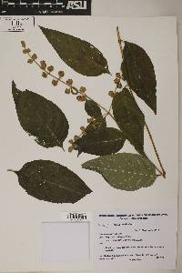 Buddleja tucumanensis image