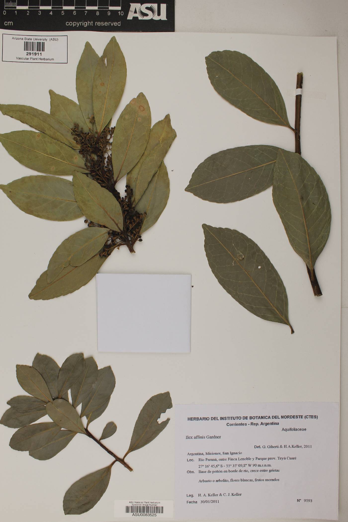 Ilex affinis image