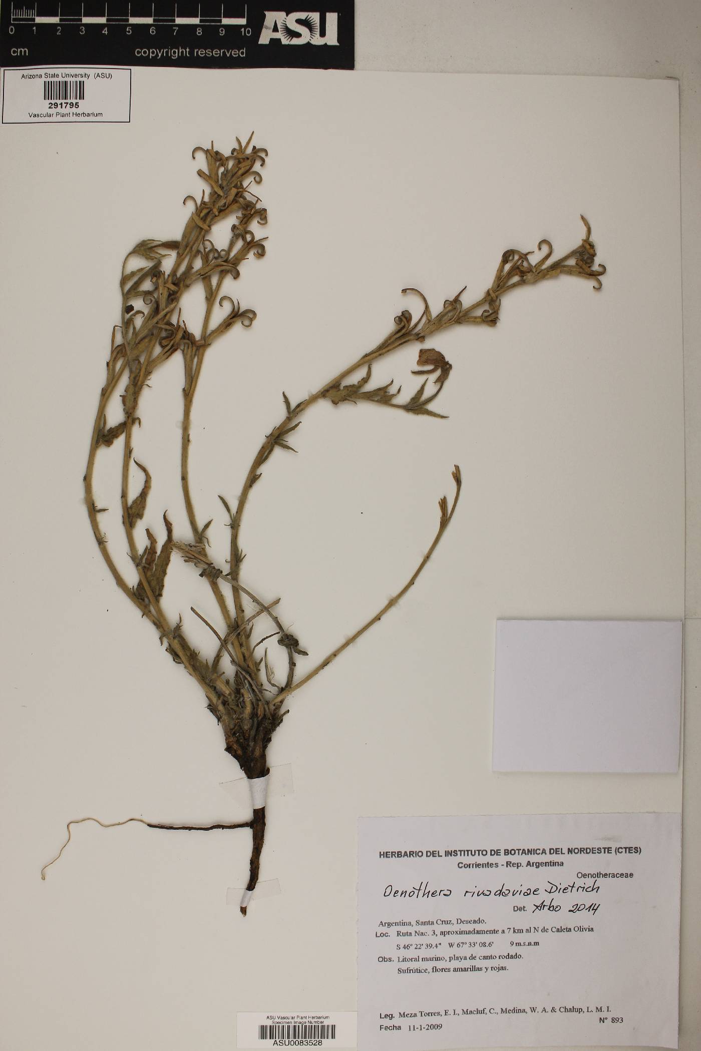 Oenothera rivadaviae image