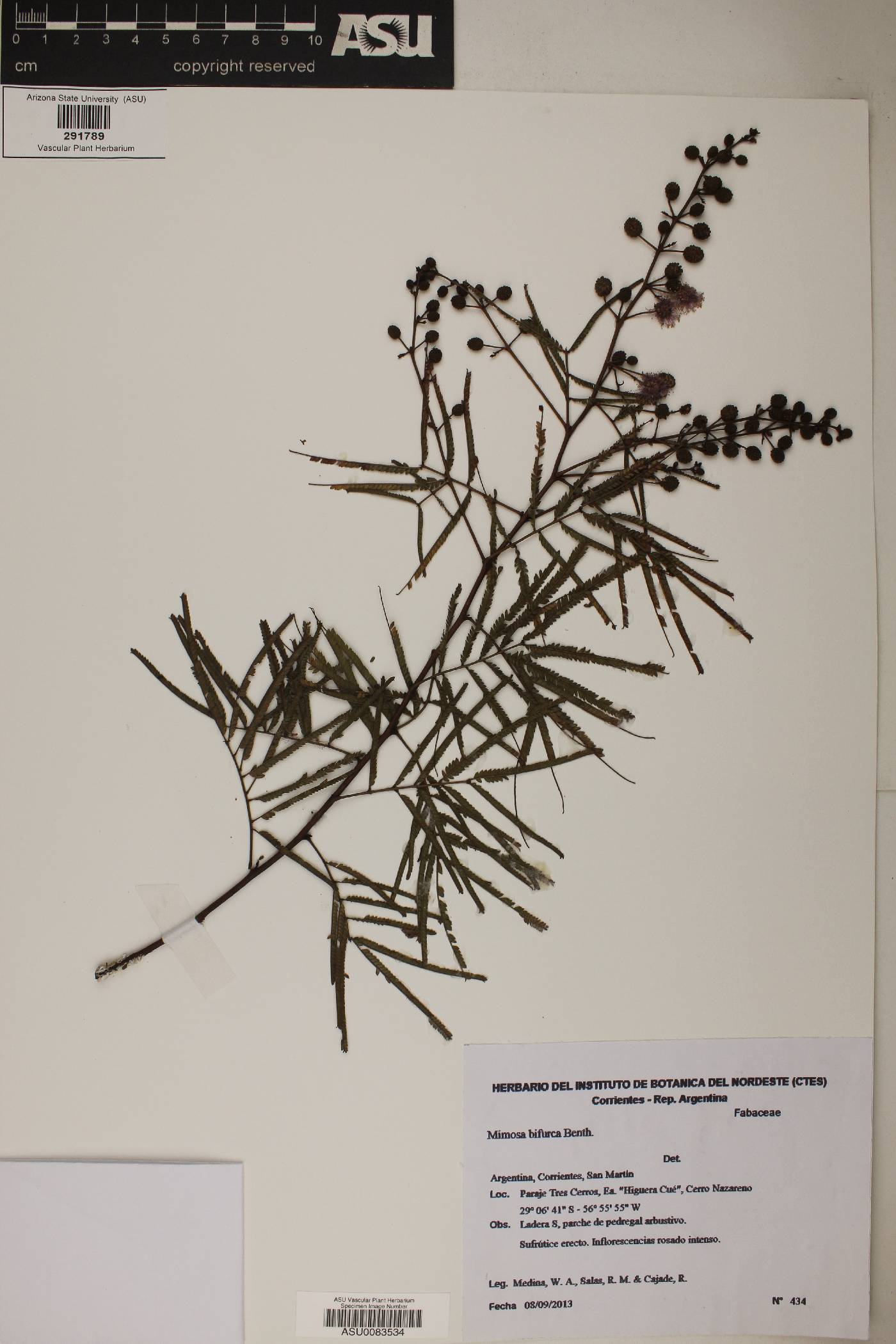 Mimosa bifurca image