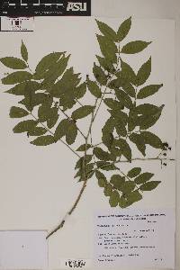 Zanthoxylum rhoifolium image