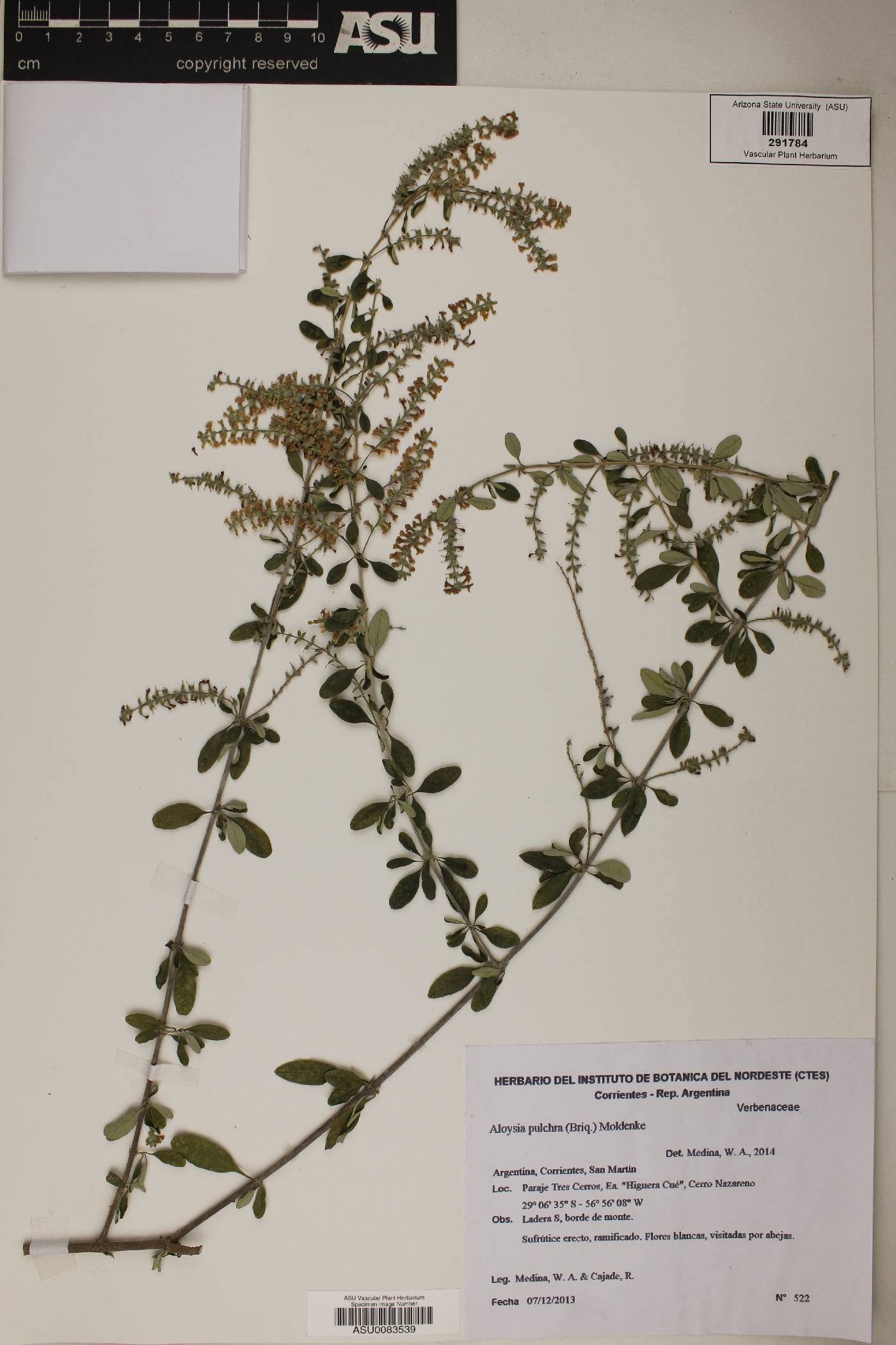 Aloysia pulchra image